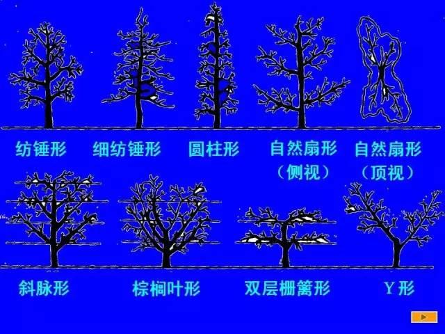 史上最全果樹修剪圖解