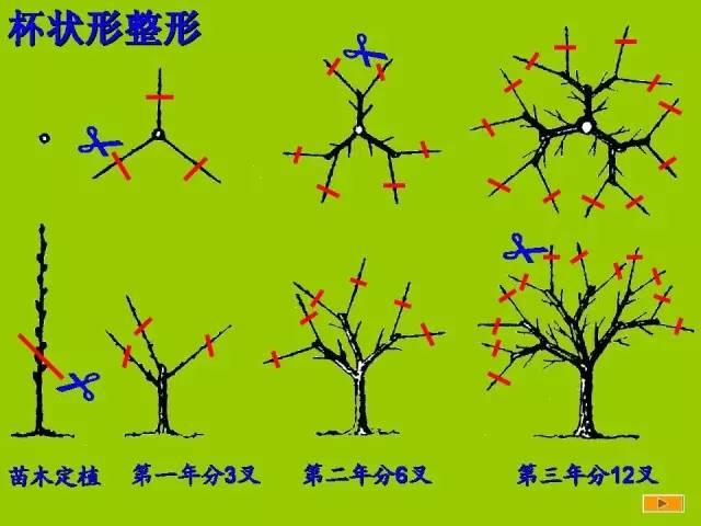 史上最全果樹修剪圖解