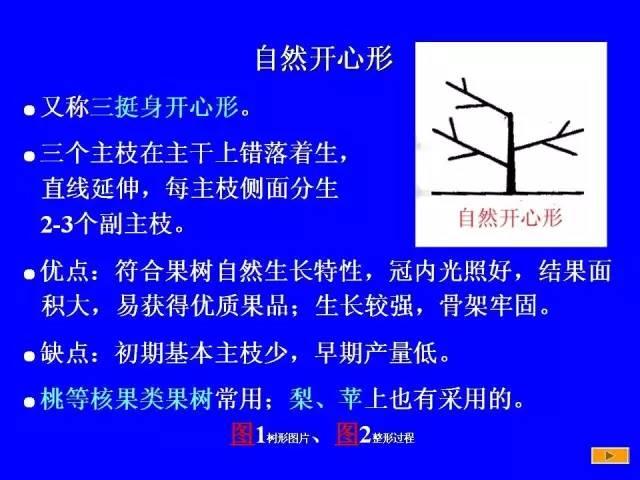 史上最全果樹修剪圖解