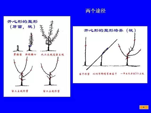 史上最全果樹修剪圖解