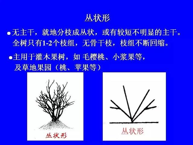 史上最全果樹修剪圖解