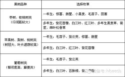 果樹下種植牧草--高效的利用方式