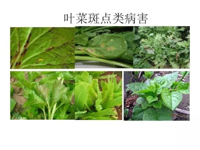 常見 蔬菜 病蟲害 高清圖譜(一目了然）