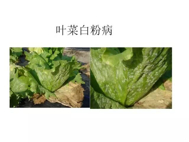 常見 蔬菜 病蟲害 高清圖譜(一目了然）