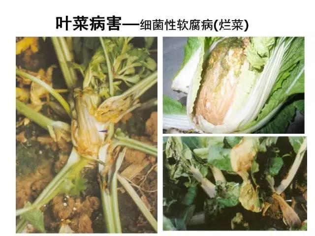 常見 蔬菜 病蟲害 高清圖譜(一目了然）