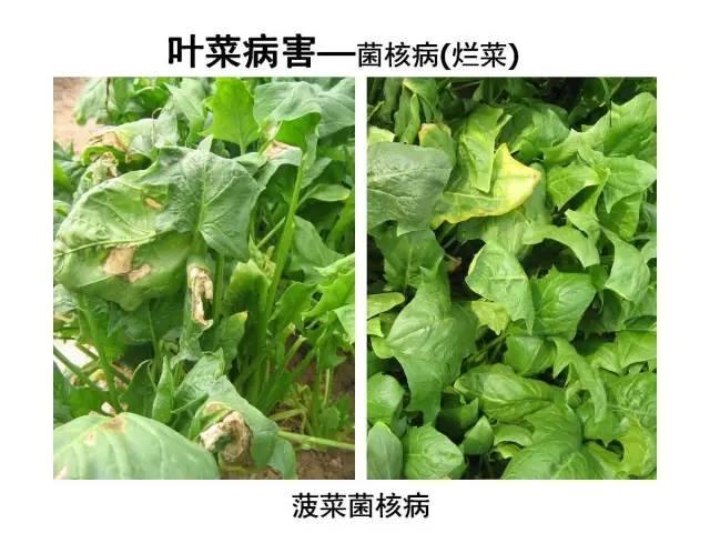 常見 蔬菜 病蟲害 高清圖譜(一目了然）