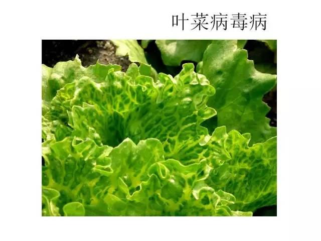 常見 蔬菜 病蟲害 高清圖譜(一目了然）