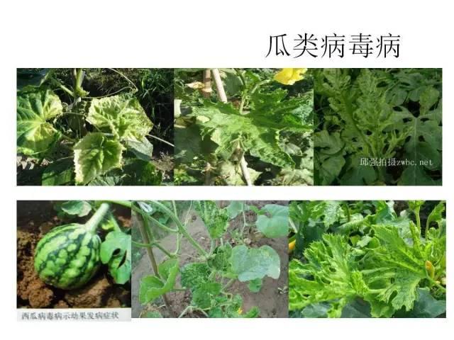 常見 蔬菜 病蟲害 高清圖譜(一目了然）