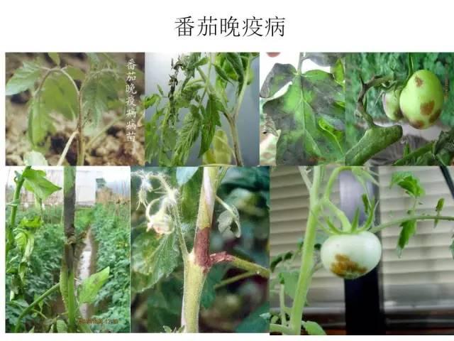 常見 蔬菜 病蟲害 高清圖譜(一目了然）