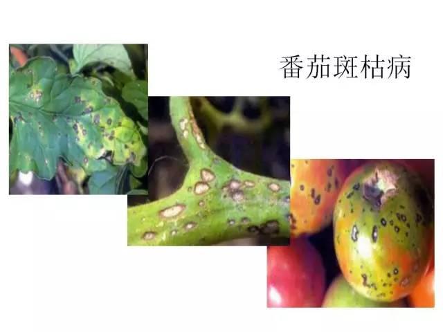 常見 蔬菜 病蟲害 高清圖譜(一目了然）