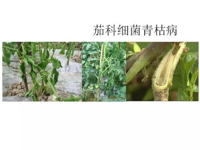 常見 蔬菜 病蟲害 高清圖譜(一目了然）