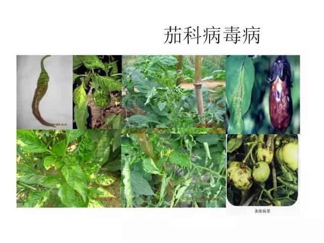 常見 蔬菜 病蟲害 高清圖譜(一目了然）