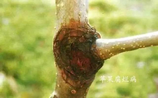 丁香菌酯將在我國(guó)首獲正式登記，它是個(gè)什么鬼？