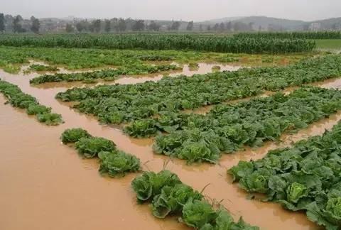 夏季暴雨后，這些蔬菜病害不得不防！