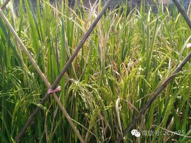 重要！近期農(nóng)作物主要病蟲害防治！