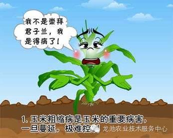 警惕：玉米灰飛虱是玉米粗縮病的最大元兇！