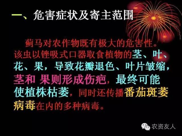 薊馬是一種什么馬？薊馬的防治技術！