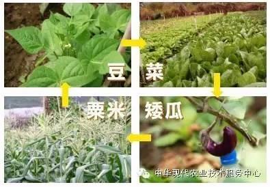 蔬菜喜好，套種、間種精選！