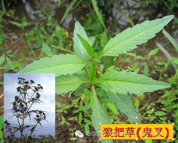 常見雜草學名與俗名對照表