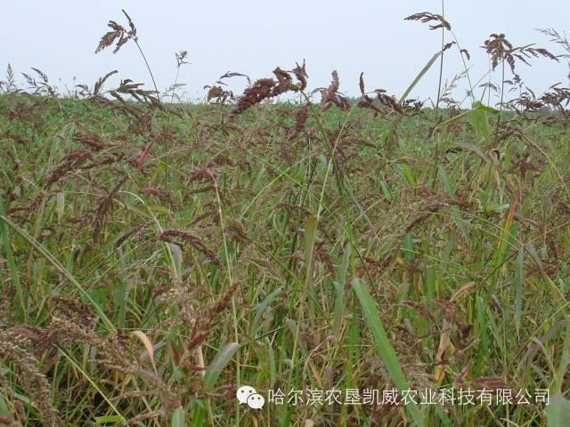 常見雜草學名與俗名對照表