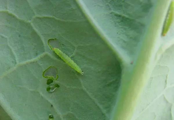 夏季蔬菜主要害蟲都在這里！看看怎么防治