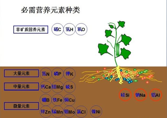 植物營(yíng)養(yǎng)元素過量會(huì)出現(xiàn)哪些癥狀？