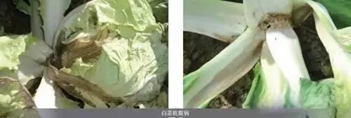 最權(quán)威主要作物細(xì)菌性病害圖譜及防治藥劑！