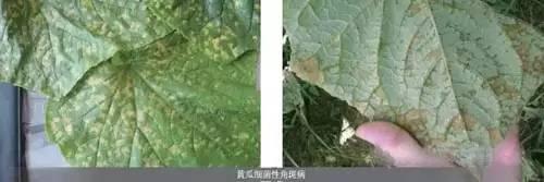 最權(quán)威主要作物細(xì)菌性病害圖譜及防治藥劑！