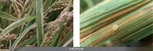 最權(quán)威主要作物細(xì)菌性病害圖譜及防治藥劑！