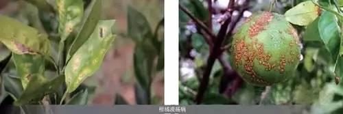 最權(quán)威主要作物細(xì)菌性病害圖譜及防治藥劑！