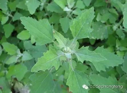 玉米田除草劑使用常識(shí)