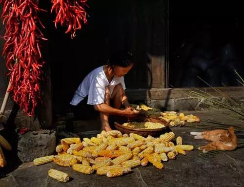 等我們老了，就回農(nóng)村老家，種菜養(yǎng)花，看夕陽(yáng)西下