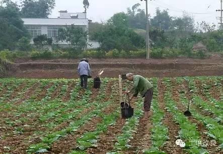 施用石灰改良酸性土壤有“兩忌”