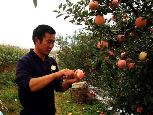 果樹膨大期巧施肥,提升品質(zhì)價更高