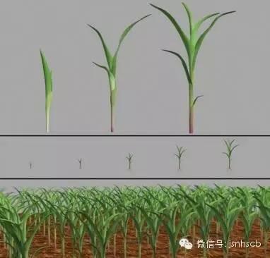 玉米除草注意事項(xiàng)，這些事播種之前你就必須知道