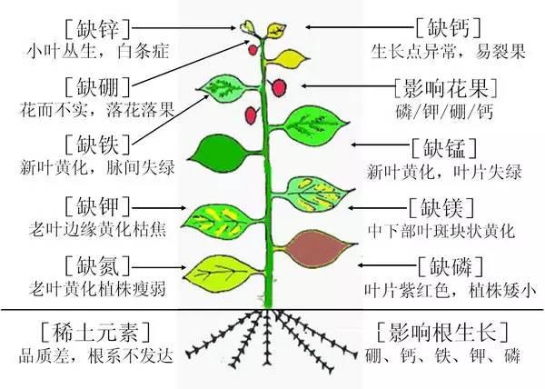 史上最全肥料知識 ！