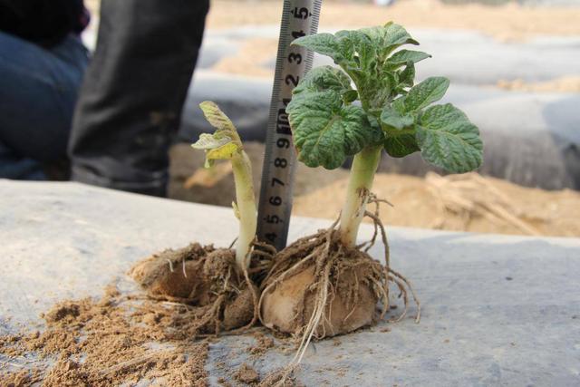 馬鈴薯高產“贏在起跑線” 先給種子補能量