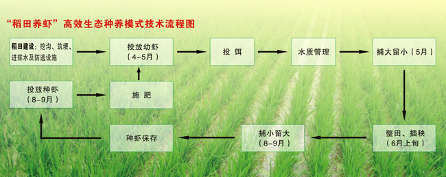 綜合種養(yǎng)讓農(nóng)民增收不再難1.jpg