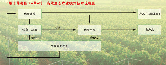 綜合種養(yǎng)讓農(nóng)民增收不再難3.jpg