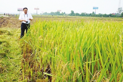 讓水稻機(jī)直播叫好又“叫座”1.jpg