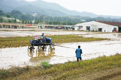 讓水稻機(jī)直播叫好又“叫座”4.jpg