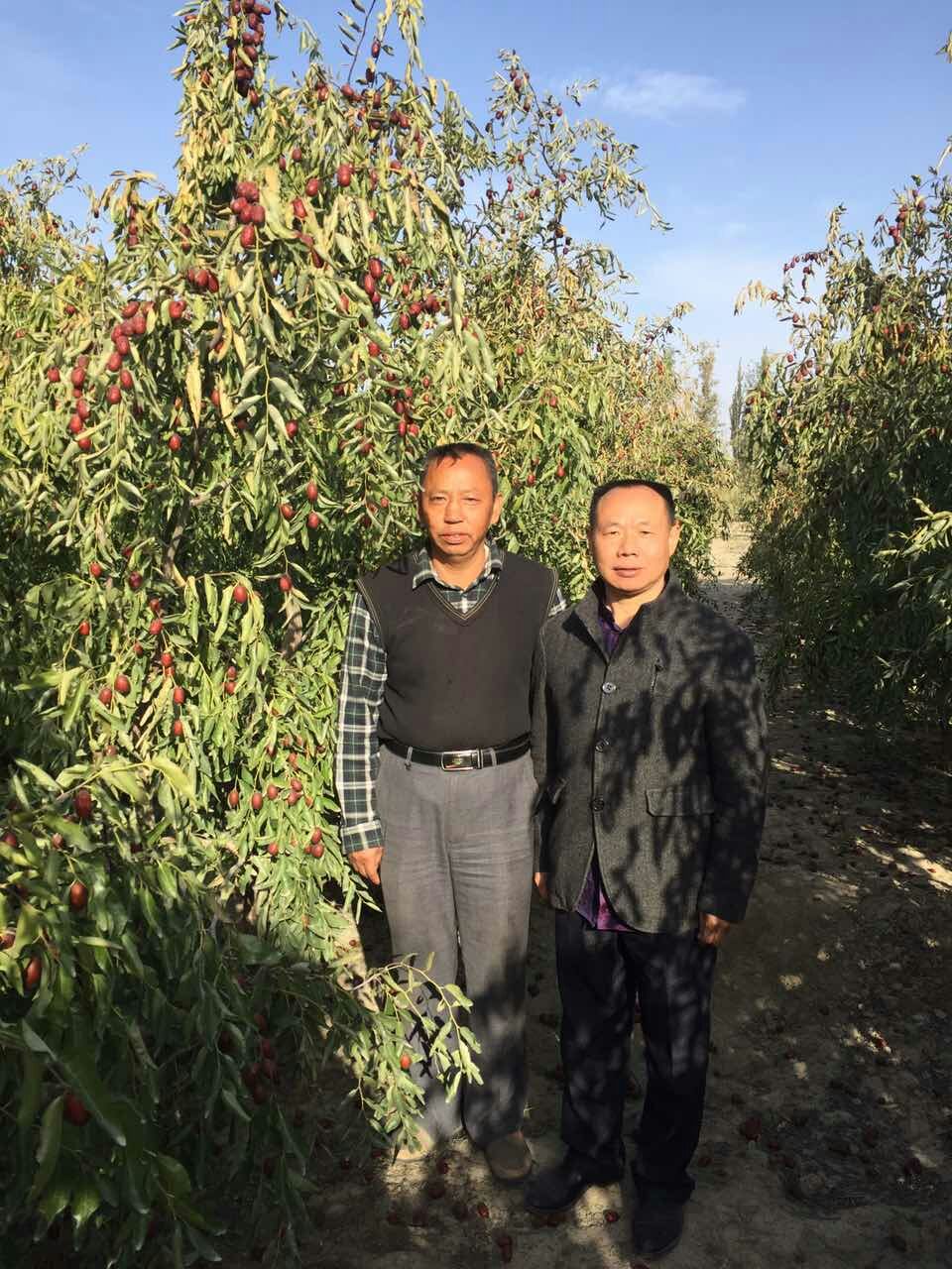 成都華宏專利產(chǎn)品有機硒營養(yǎng)劑打造新疆富硒紅棗  推動功能農(nóng)業(yè)發(fā)展