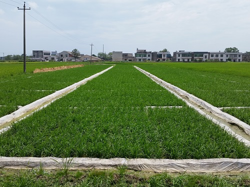 成都華宏生物技術(shù)改良酸化土壤 水稻“降鎘”顯成效