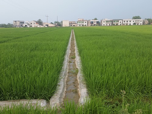 成都華宏生物技術(shù)改良酸化土壤 水稻“降鎘”顯成效