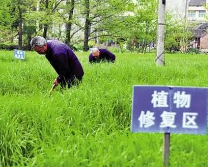 金屬礦山土壤重金屬污染修復(fù)-植物吸收