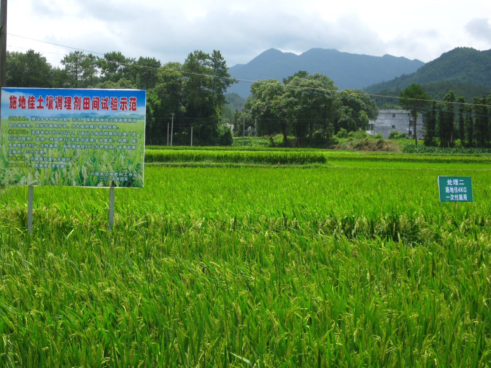  “施地佳”連續(xù)兩年同田四季水稻地酸化土壤調(diào)理示范應(yīng)用