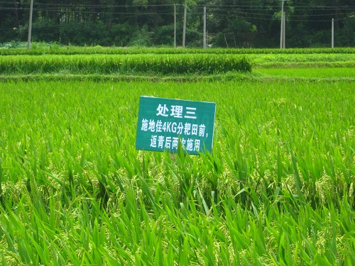  “施地佳”連續(xù)兩年同田四季水稻地酸化土壤調(diào)理示范應(yīng)用