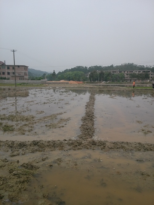  “施地佳”連續(xù)兩年同田四季水稻地酸化土壤調(diào)理示范應(yīng)用