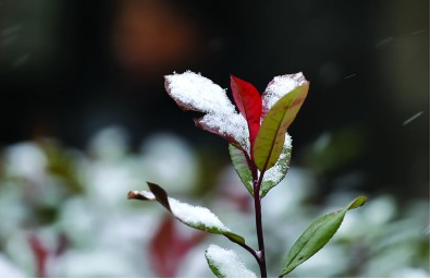 小雪有利增加土壤墑情