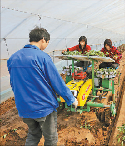 　15日，工人用自走式蔬菜移栽機(jī)移栽蔬菜。.jpg